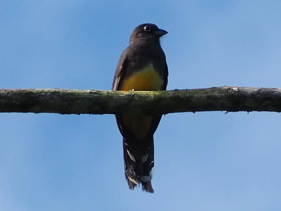 黑头美洲咬鹃(Trogon melanocephalus)