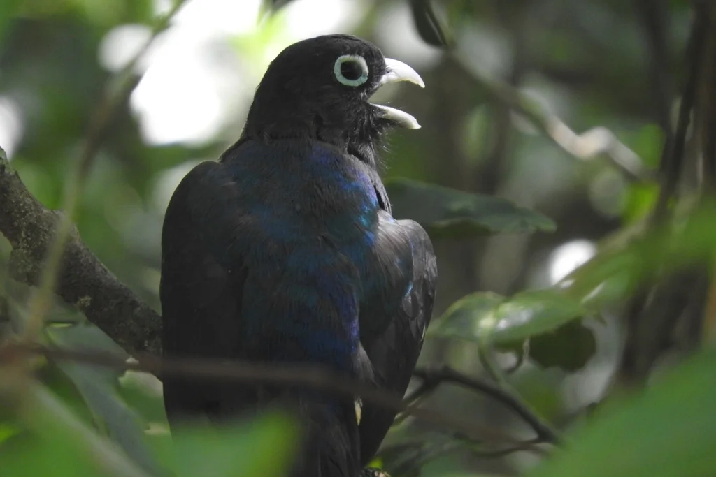 黑头美洲咬鹃(Trogon melanocephalus)