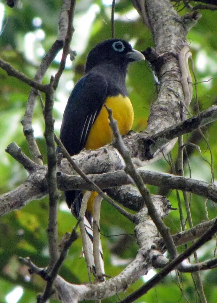 黑头美洲咬鹃(Trogon melanocephalus)