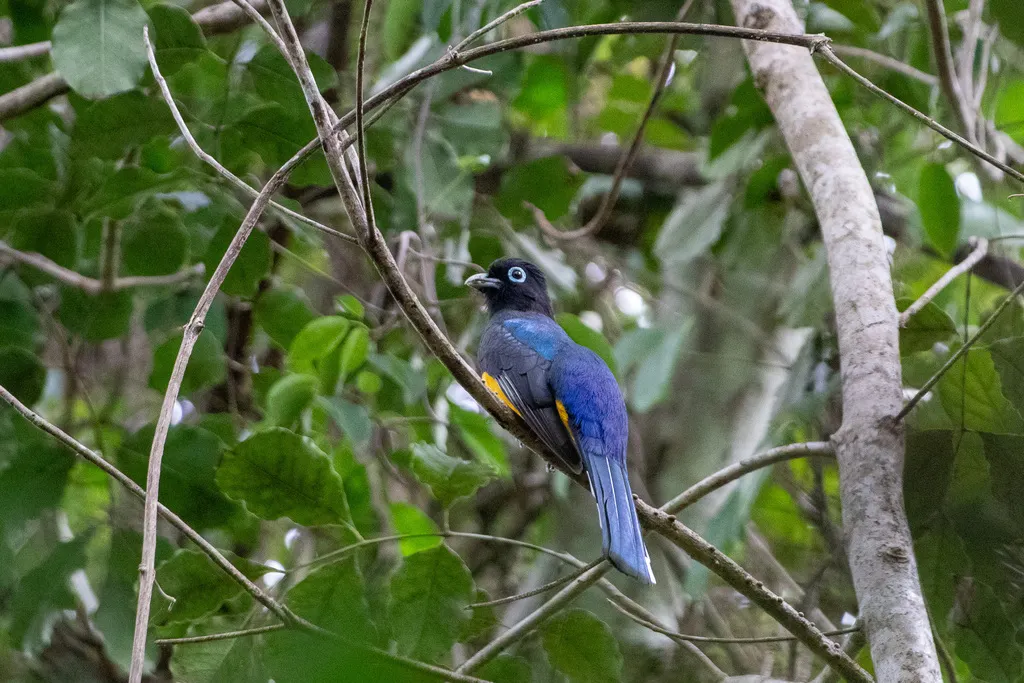 黑头美洲咬鹃(Trogon melanocephalus)