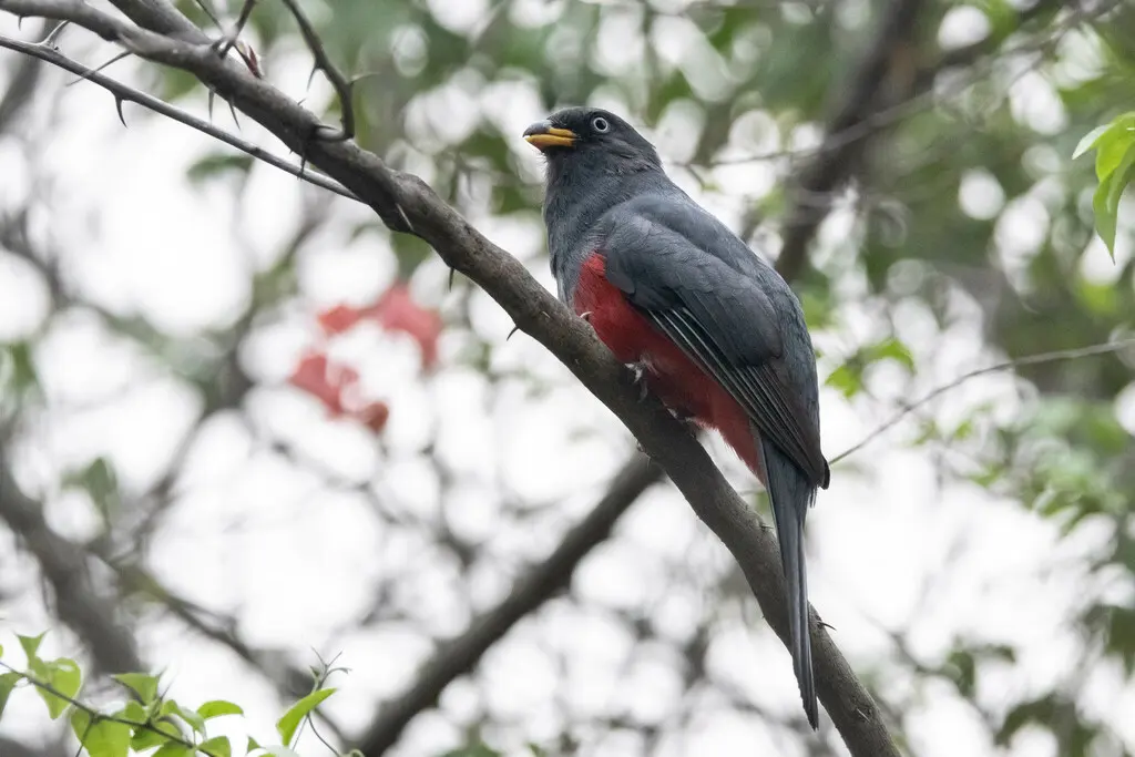 厄瓜多尔咬鹃(Trogon mesurus)