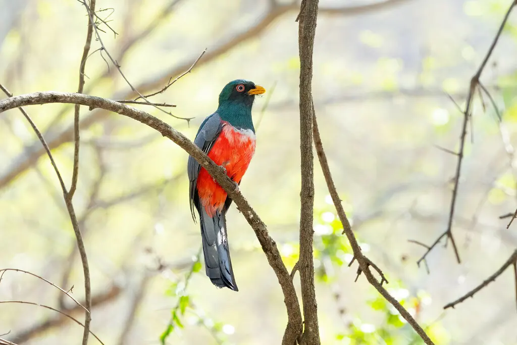 厄瓜多尔咬鹃(Trogon mesurus)