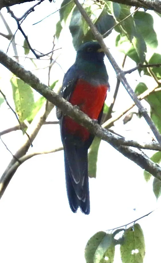 厄瓜多尔咬鹃(Trogon mesurus)