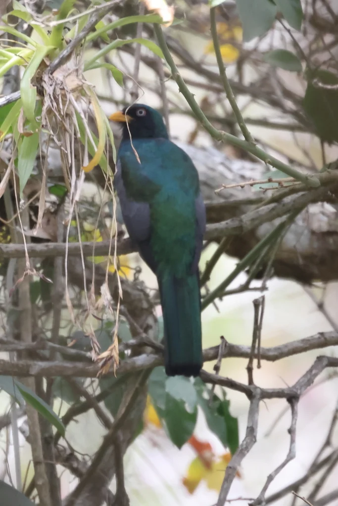 厄瓜多尔咬鹃(Trogon mesurus)