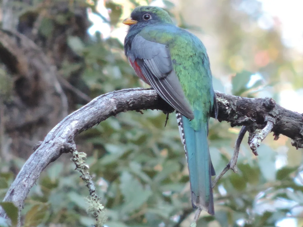高山美洲咬鹃(Trogon mexicanus)