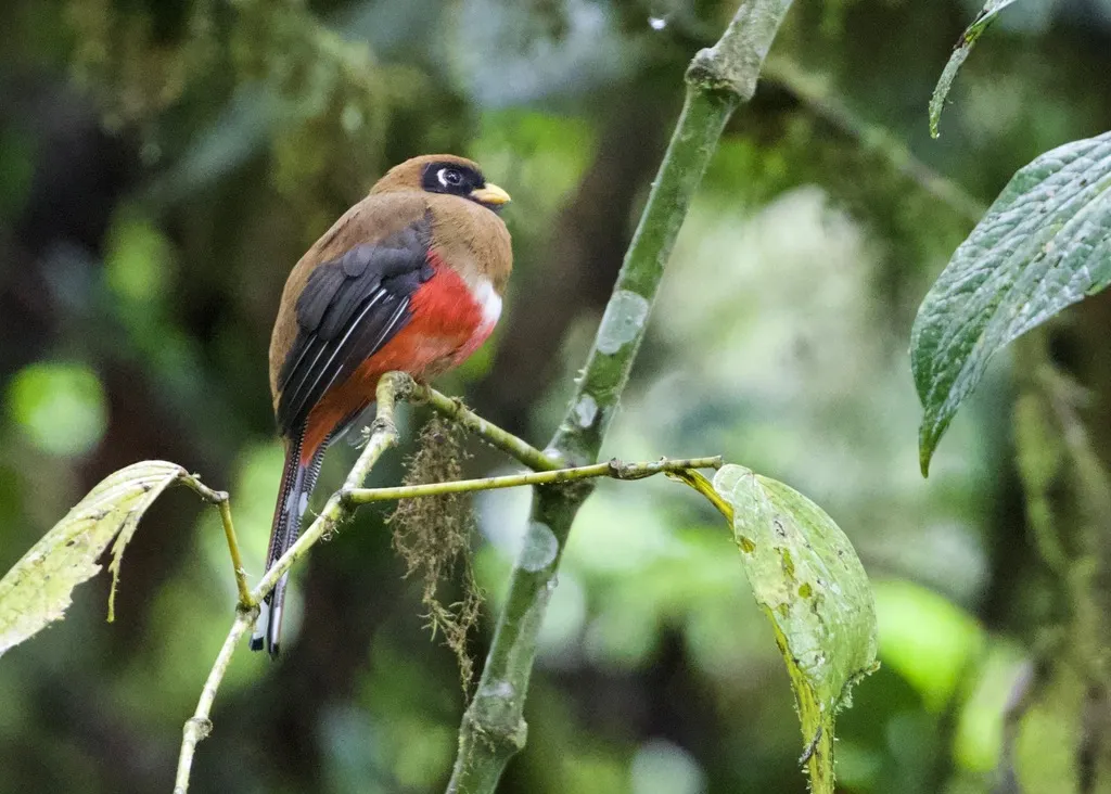 美洲咬鹃（Trogon personatus）