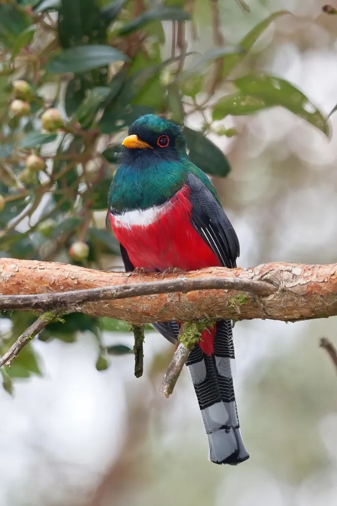 美洲咬鹃（Trogon personatus）