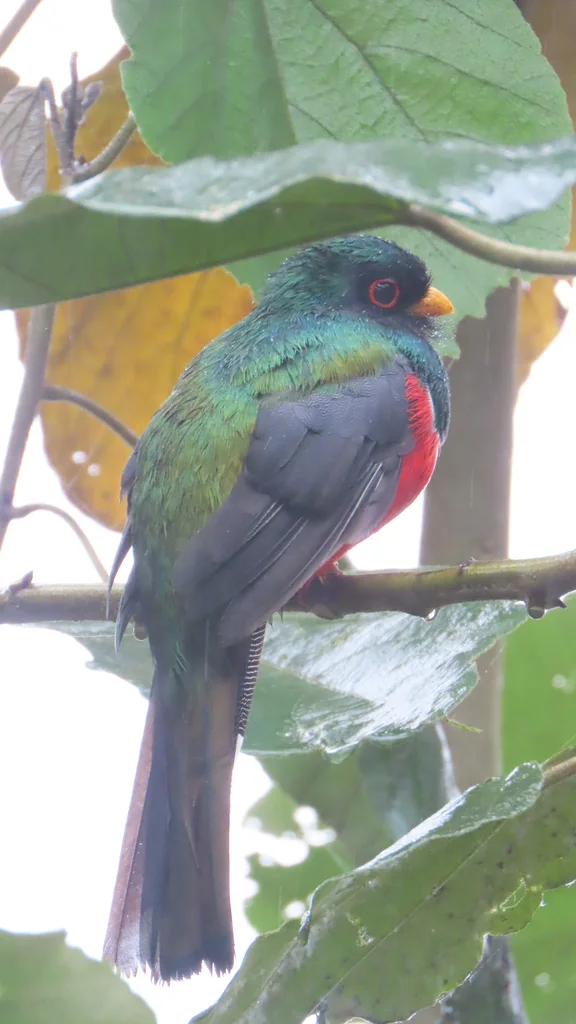 美洲咬鹃（Trogon personatus）