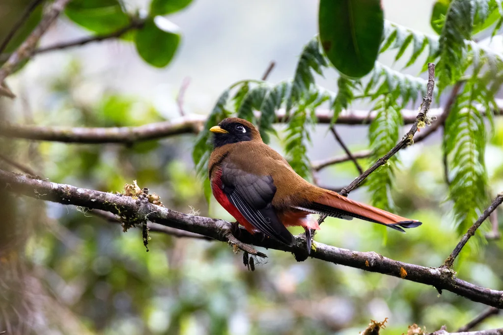 美洲咬鹃（Trogon personatus）