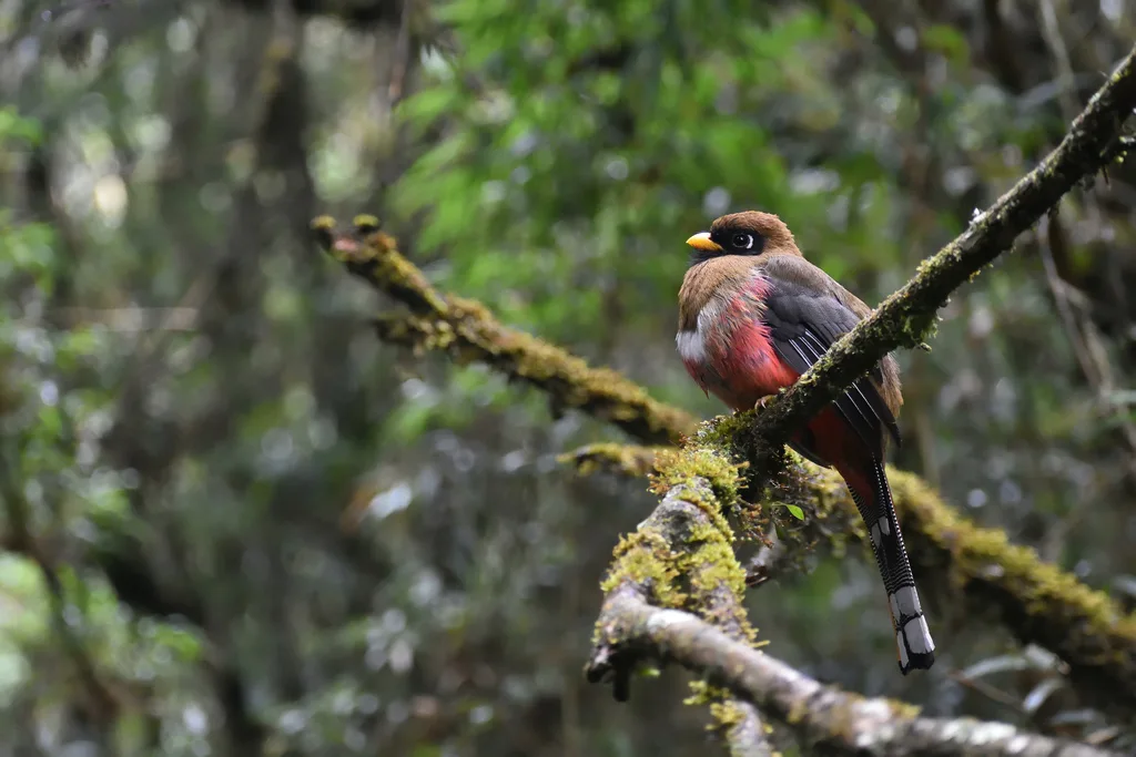 美洲咬鹃（Trogon personatus）