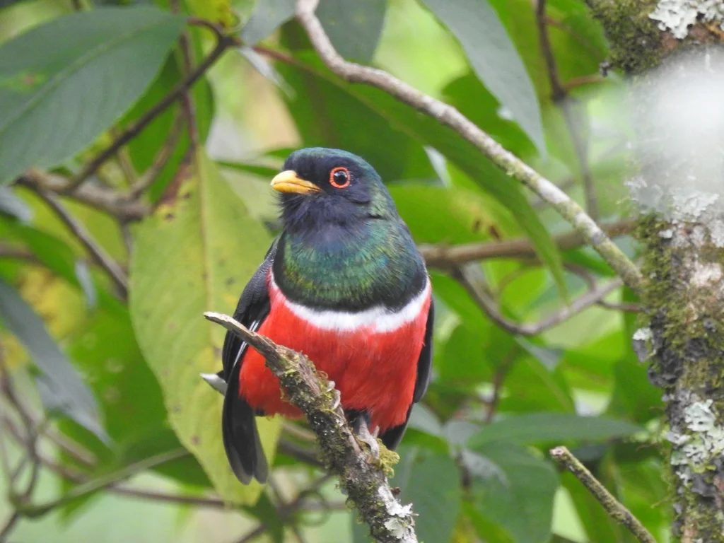 美洲咬鹃（Trogon personatus）