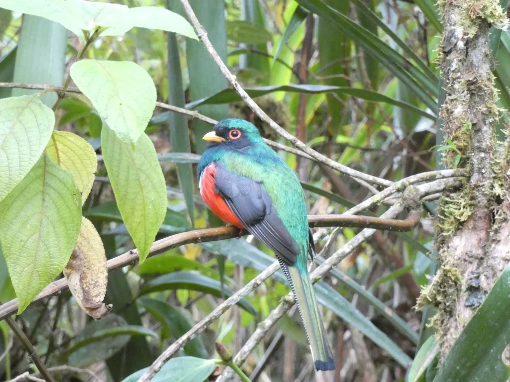美洲咬鹃（Trogon personatus）