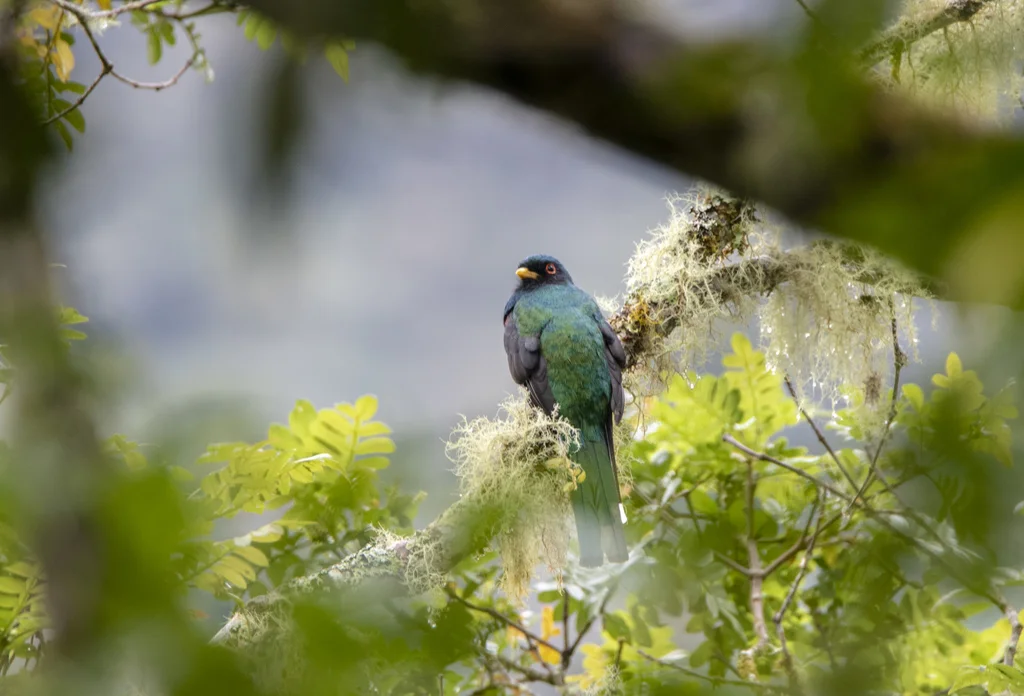 美洲咬鹃(Trogon personatus)