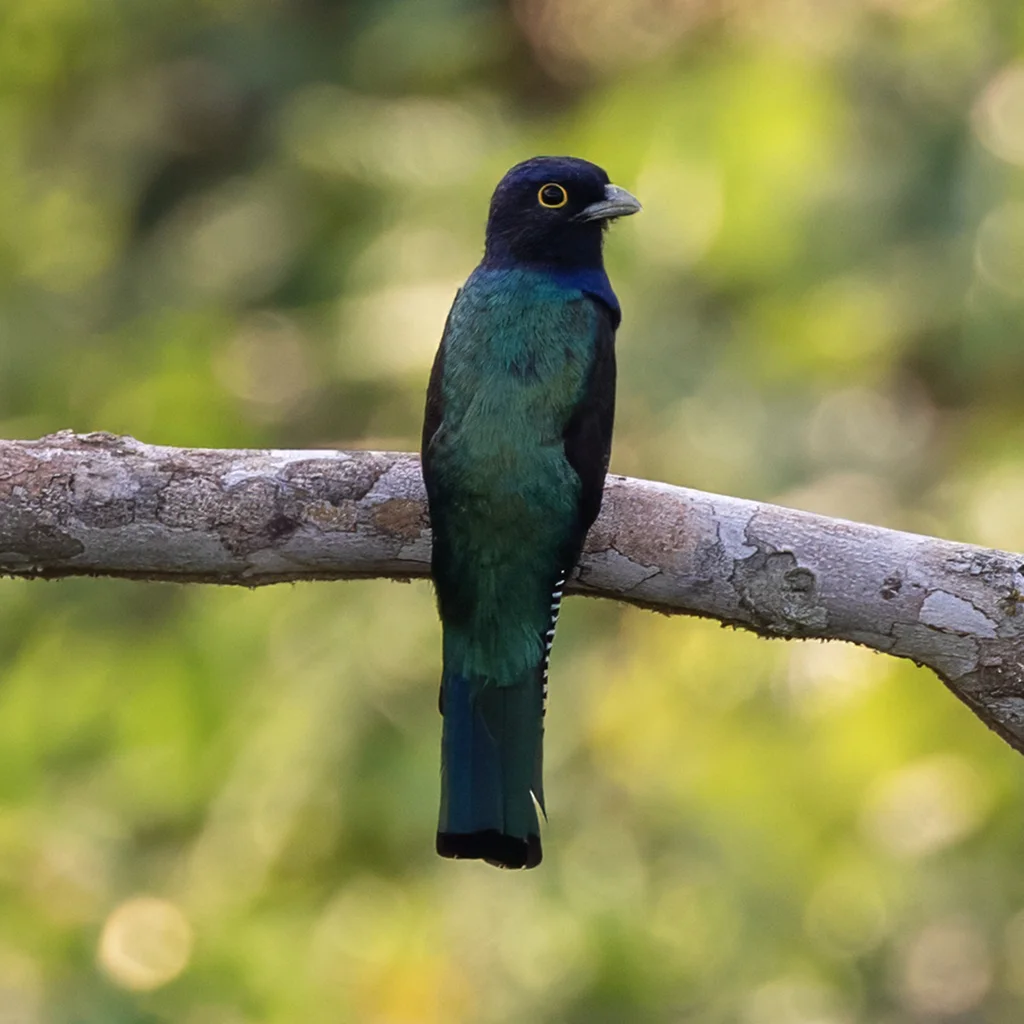 亚马逊咬鹃(Trogon ramonianus)