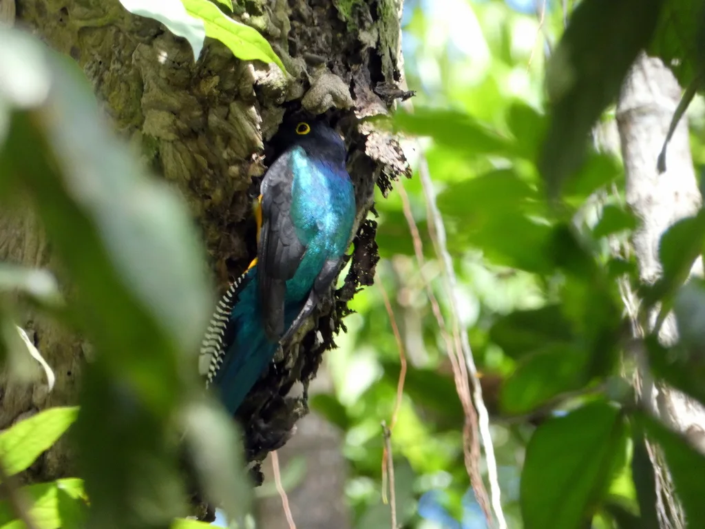 亚马逊咬鹃(Trogon ramonianus)