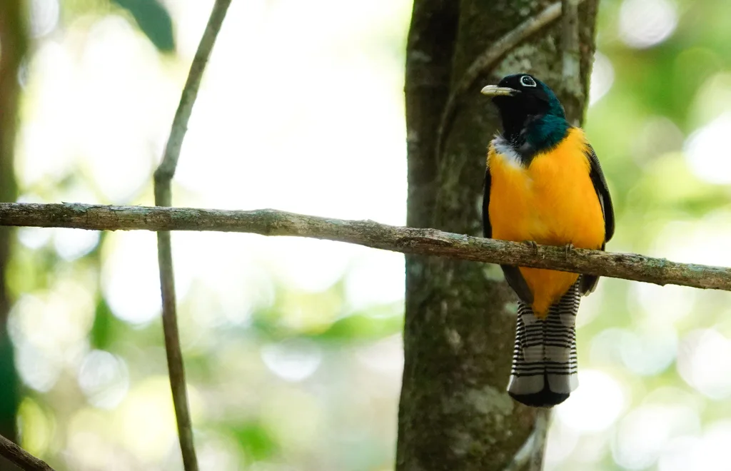 亚马逊黑喉咬鹃（Trogon rufus）