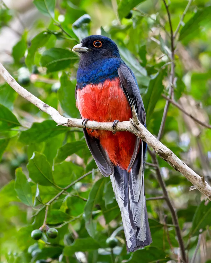 苏鲁美洲咬鹃(Trogon surrucura)
