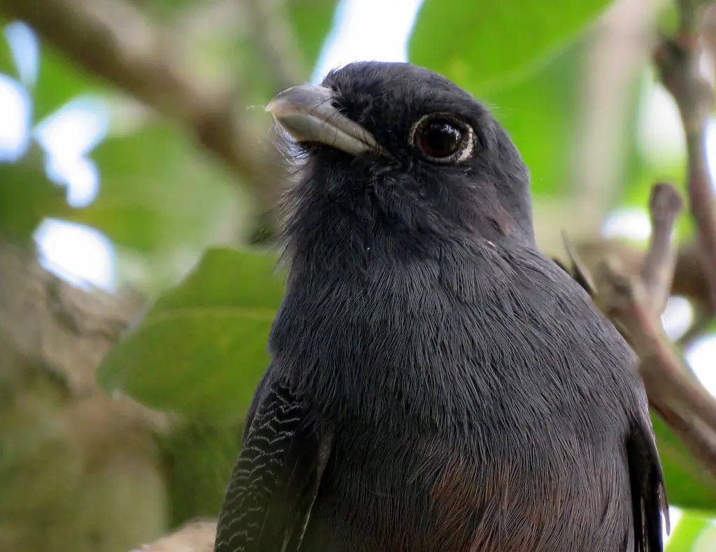 苏鲁美洲咬鹃(Trogon surrucura)