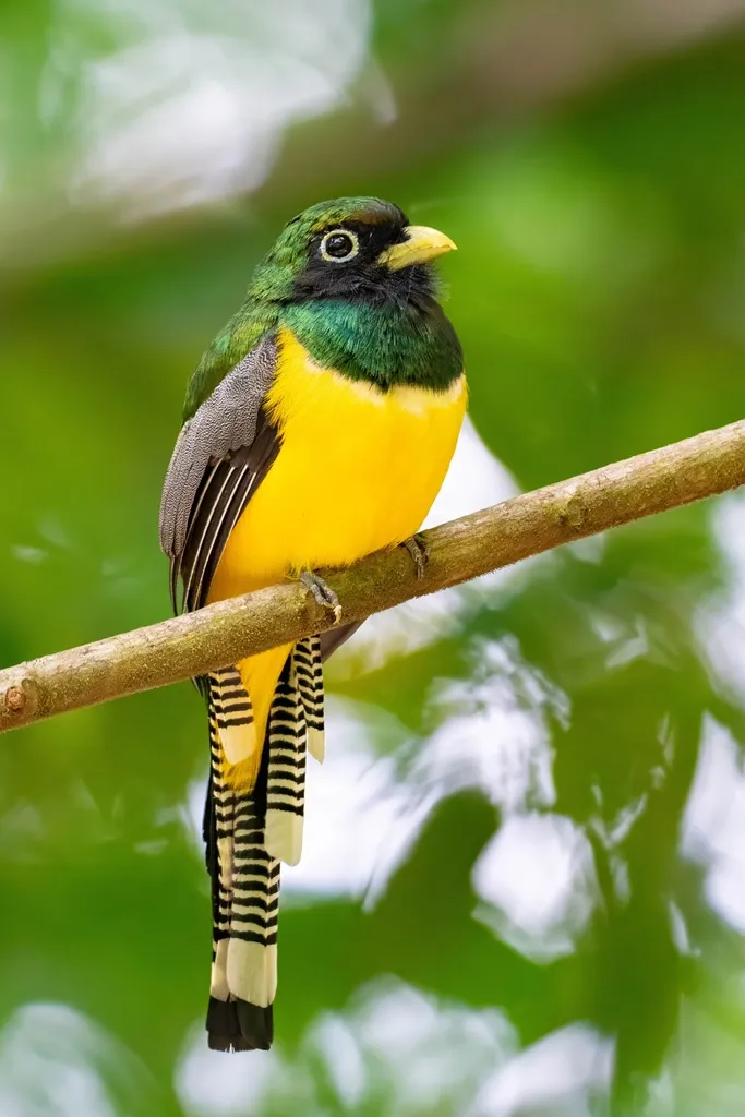 中美黑喉咬鹃(Trogon tenellus)