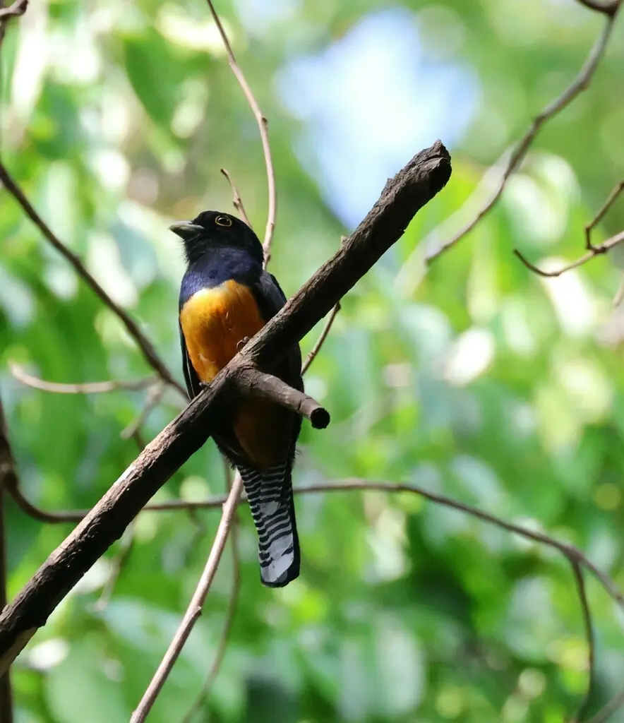紫头美洲咬鹃(Trogon violaceus)