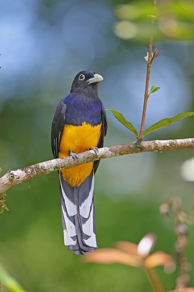 绿背美洲咬鹃(Trogon viridis)