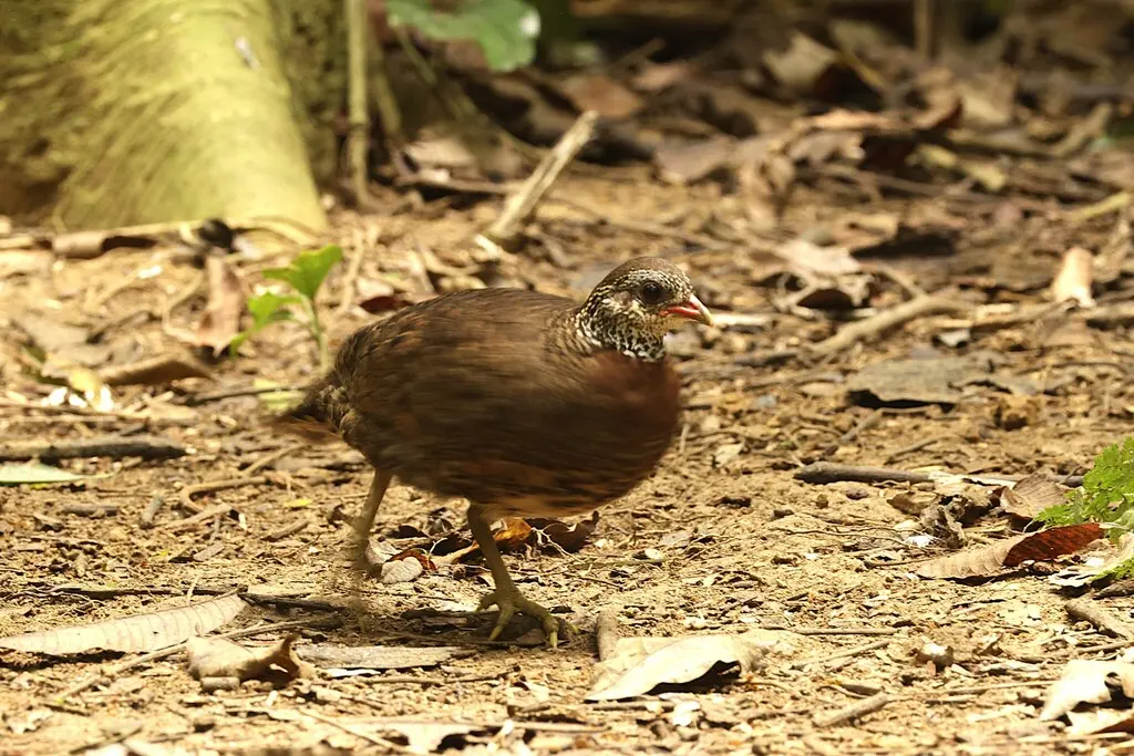 绿脚树鹧鸪(Tropicoperdix chloropus)