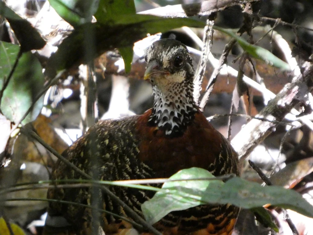 沙巴树鹧鸪(Tropicoperdix graydoni)