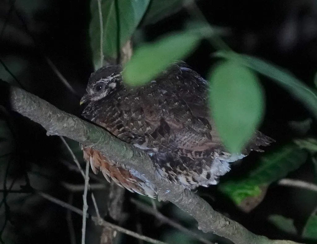 沙巴树鹧鸪(Tropicoperdix graydoni)