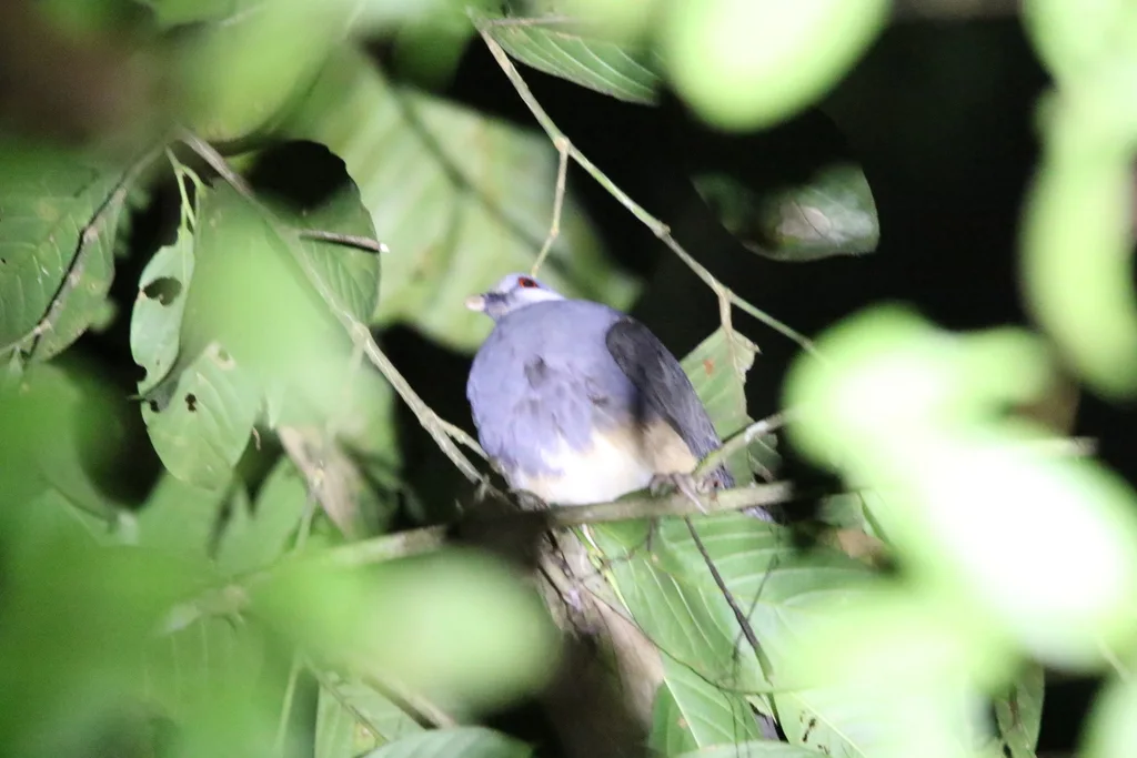 厚嘴地鸠(Trugon terrestris)