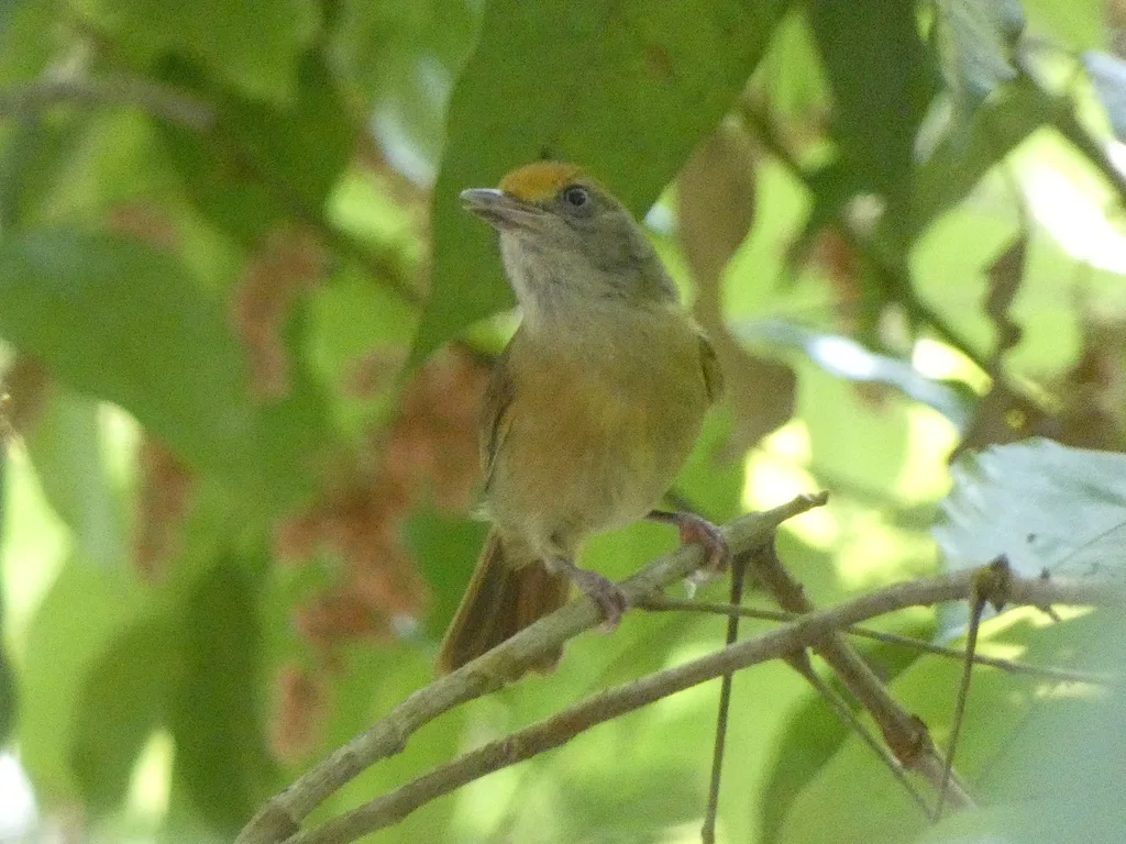 褐顶绿莺雀(Tunchiornis ochraceiceps)