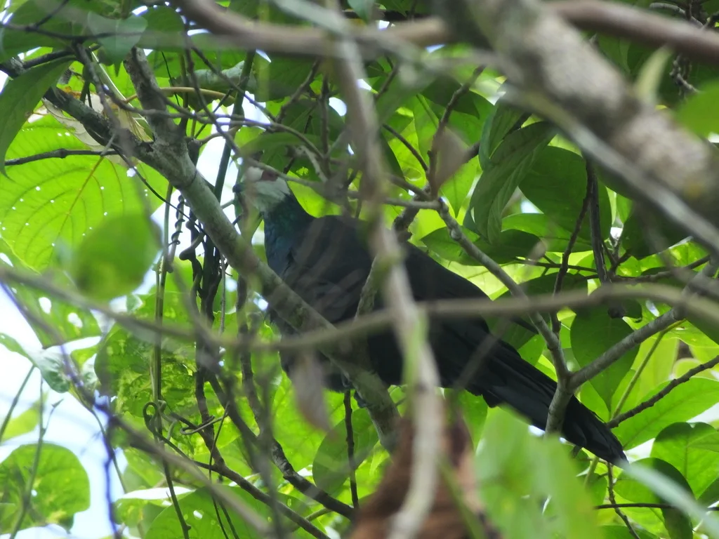 白脸蕉鸠(Turacoena manadensis)