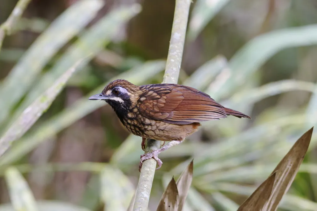 黑喉鹪鹛(Turdinus atrigularis)