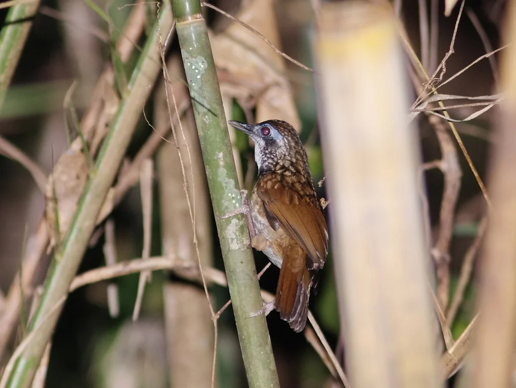 大鹪鹛(Turdinus macrodactylus)
