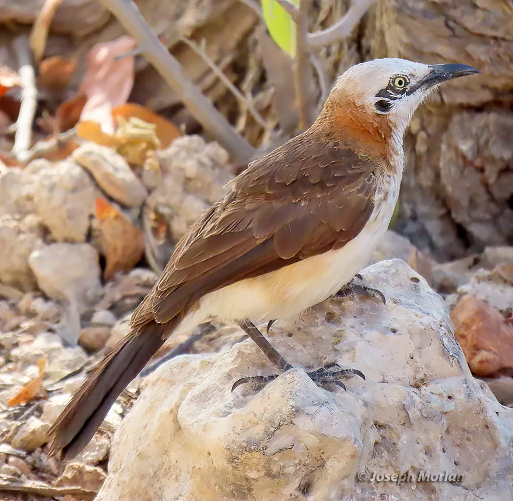 裸颊鸫鹛(Turdoides gymnogenys)