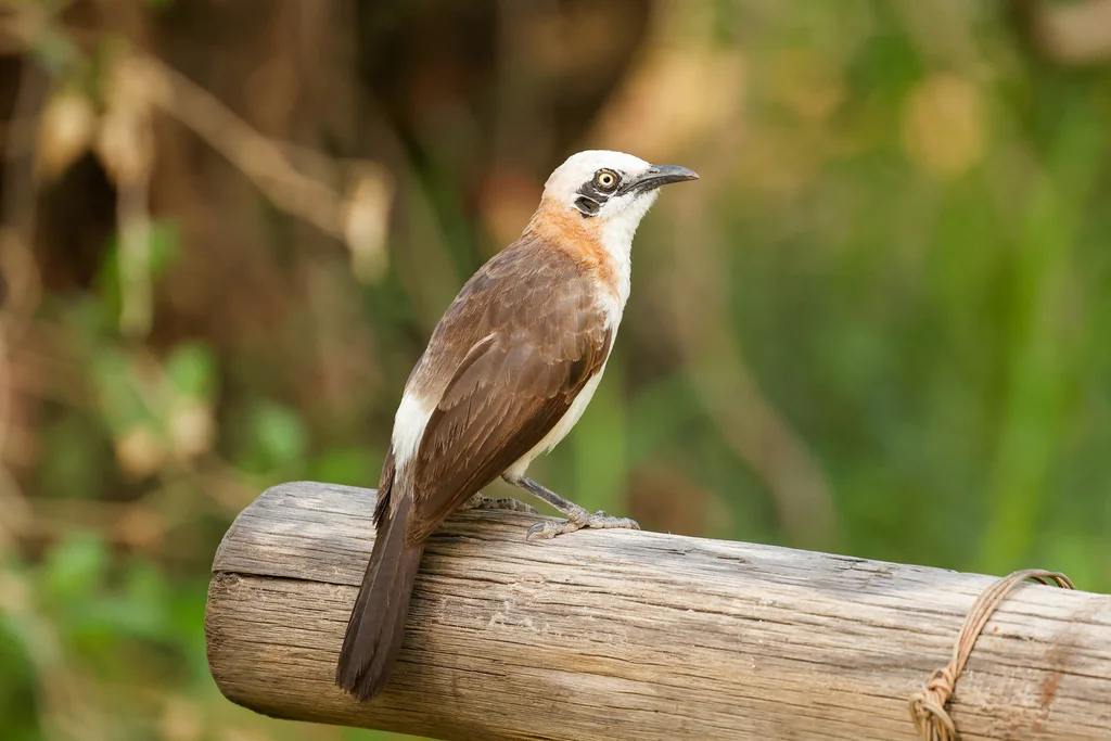 裸颊鸫鹛(Turdoides gymnogenys)