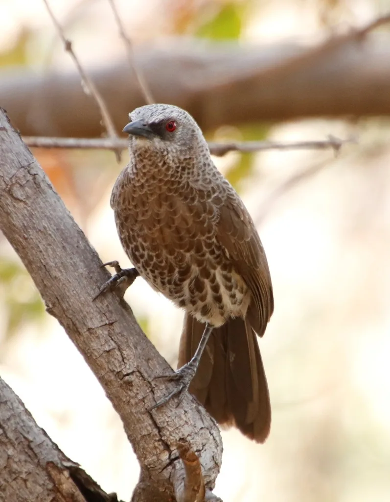 安哥拉鸫鹛(Turdoides hartlaubii)