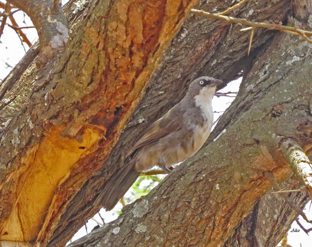 北斑鸫鹛（Turdoides hypoleuca）
