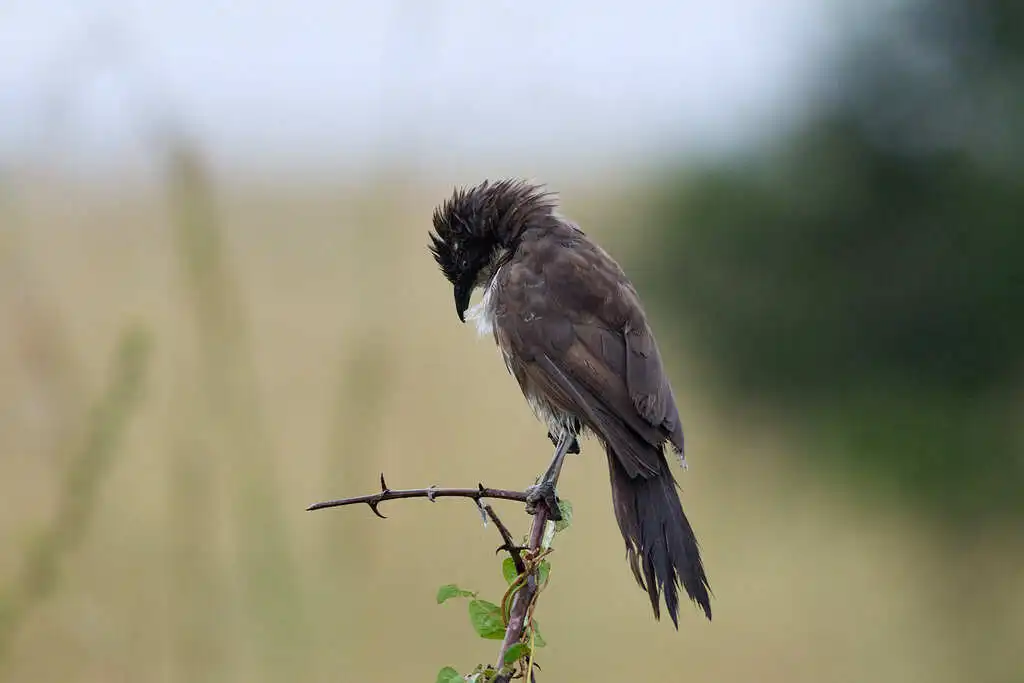 北斑鸫鹛（Turdoides hypoleuca）