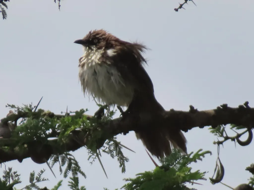 北斑鸫鹛（Turdoides hypoleuca）
