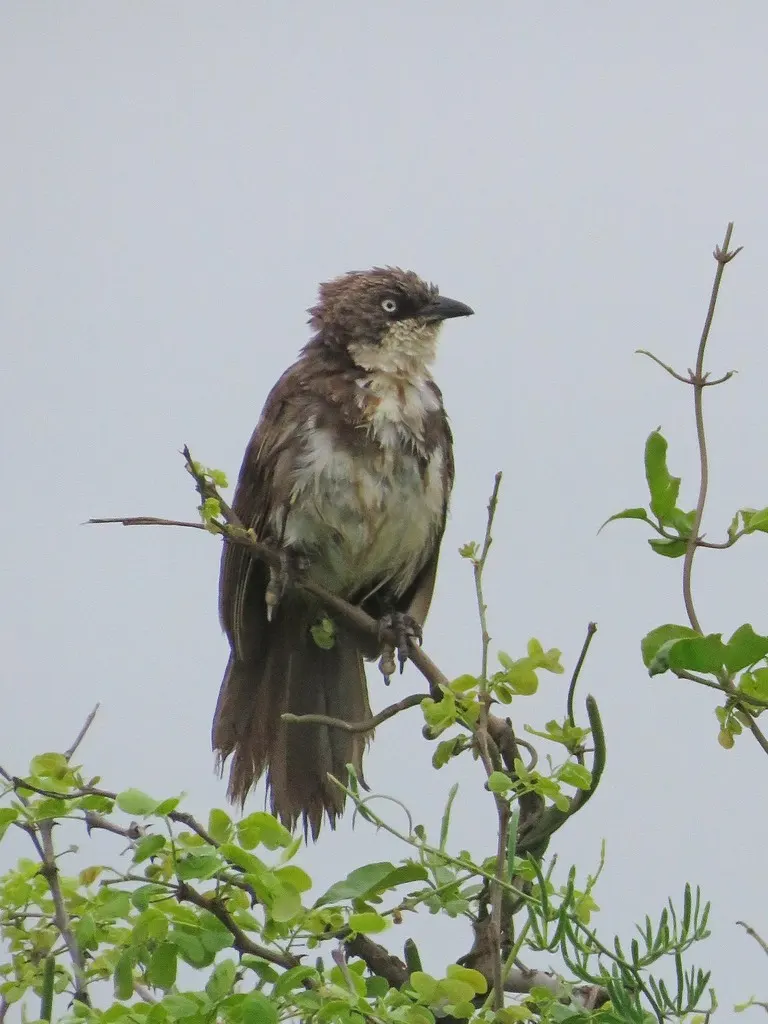 北斑鸫鹛（Turdoides hypoleuca）