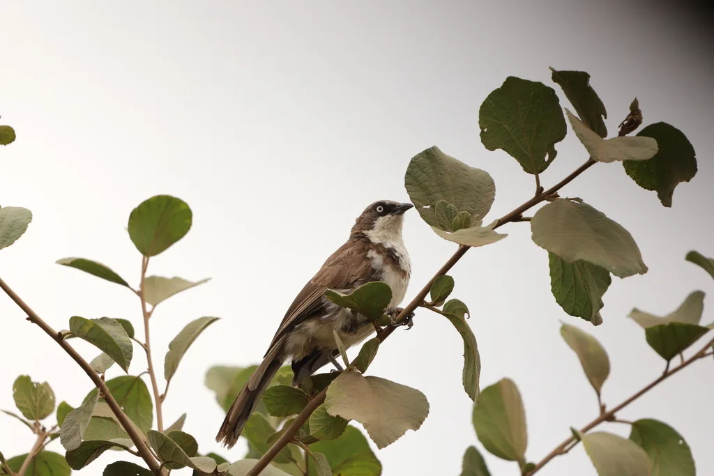 北斑鸫鹛（Turdoides hypoleuca）