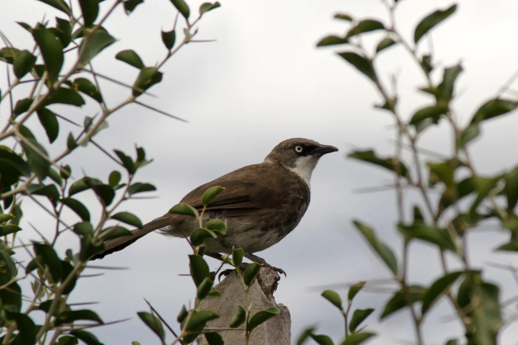 北斑鸫鹛（Turdoides hypoleuca）