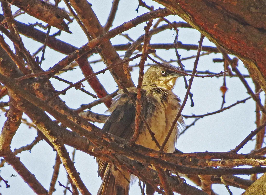 北斑鸫鹛（Turdoides hypoleuca）