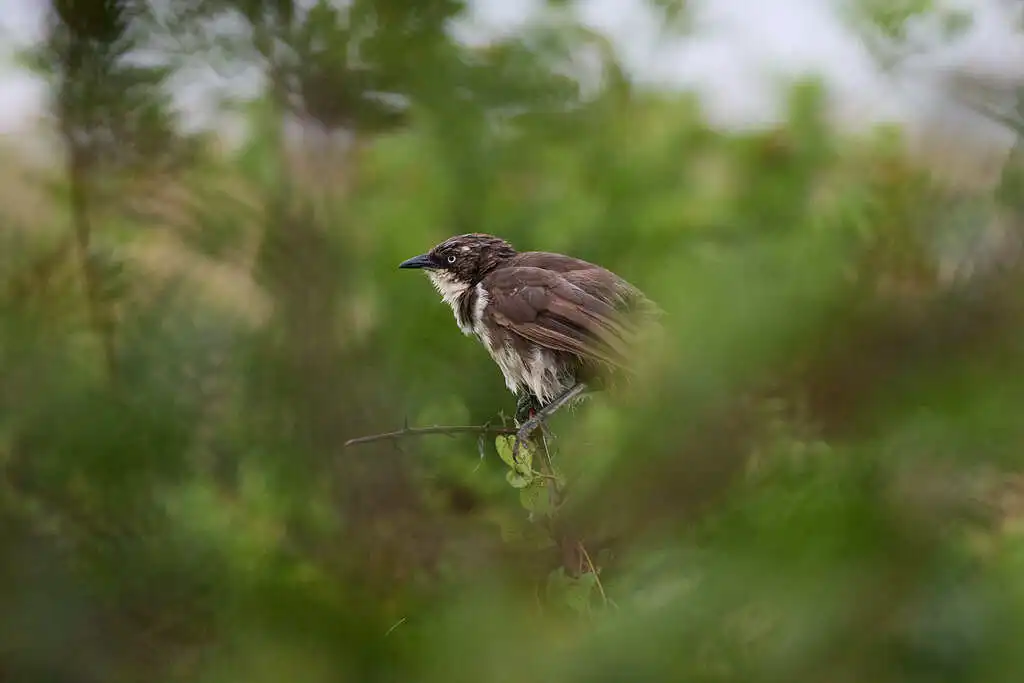 北斑鸫鹛（Turdoides hypoleuca）