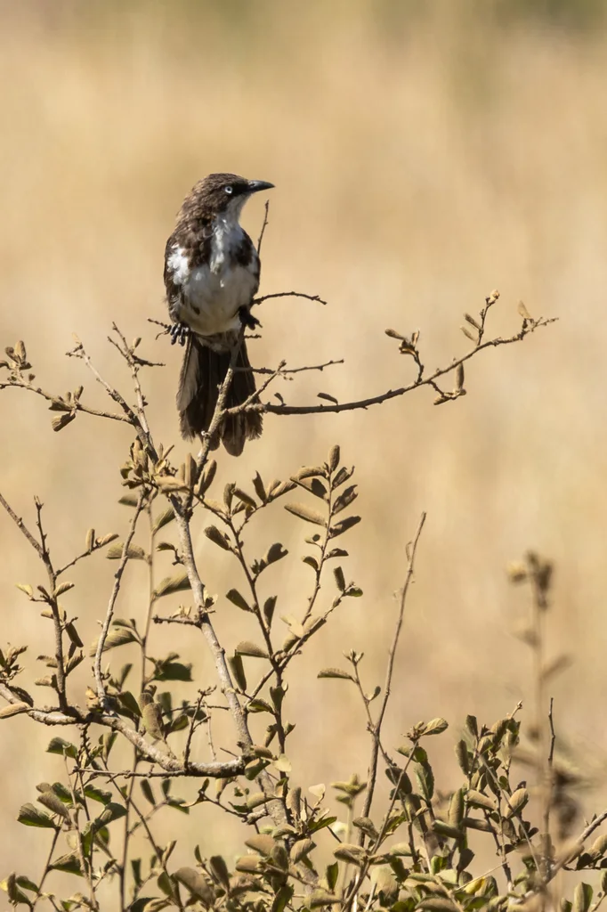 北斑鸫鹛（Turdoides hypoleuca）
