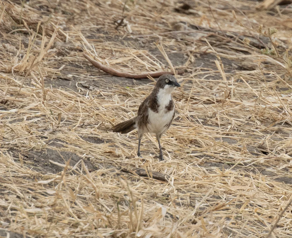 北斑鸫鹛(Turdoides hypoleuca)