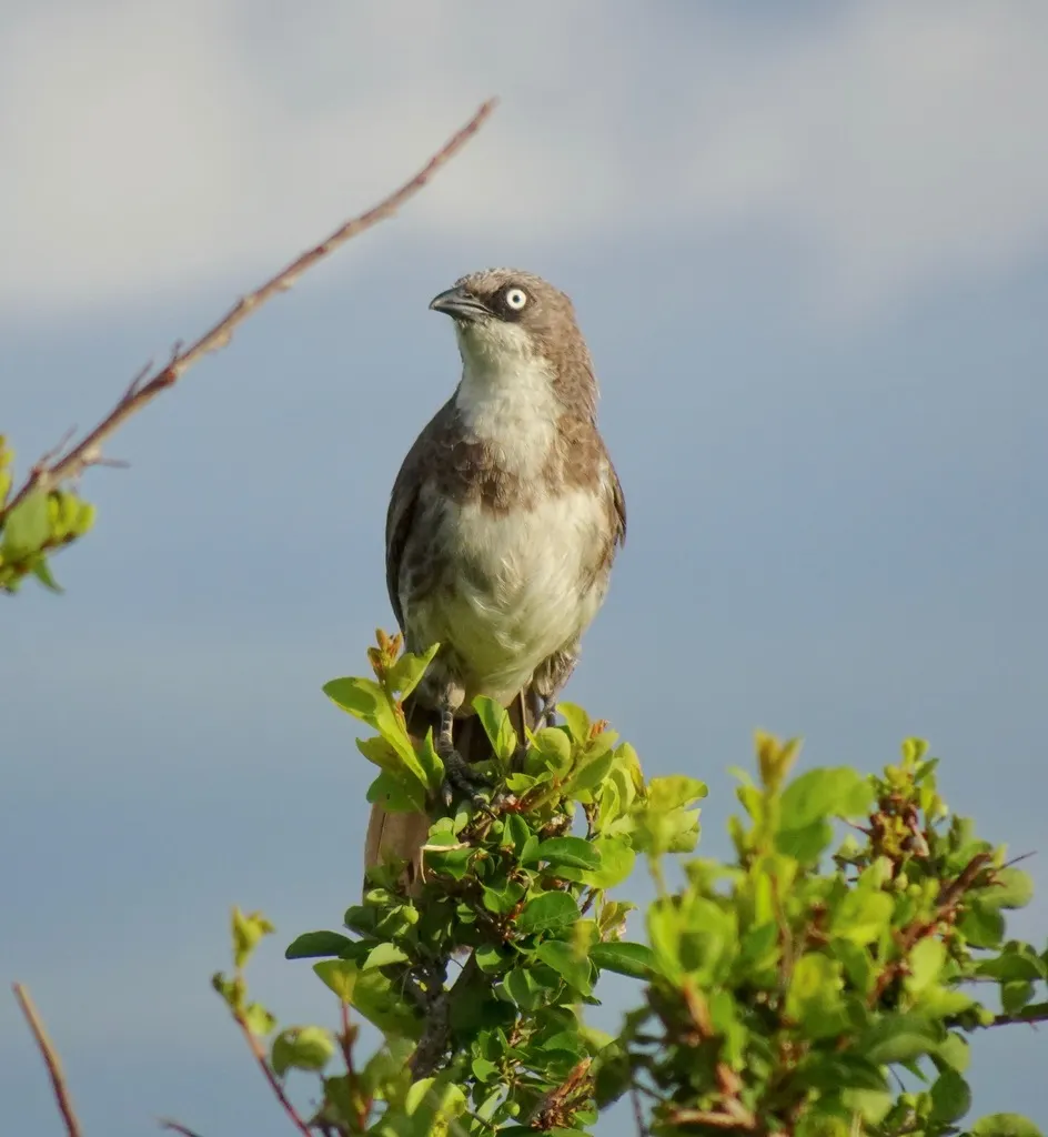 北斑鸫鹛(Turdoides hypoleuca)