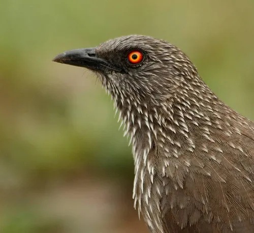 箭纹鸫鹛(Turdoides jardineii)