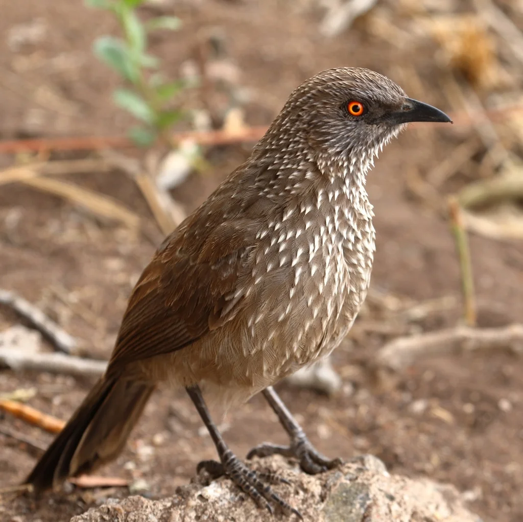 箭纹鸫鹛(Turdoides jardineii)