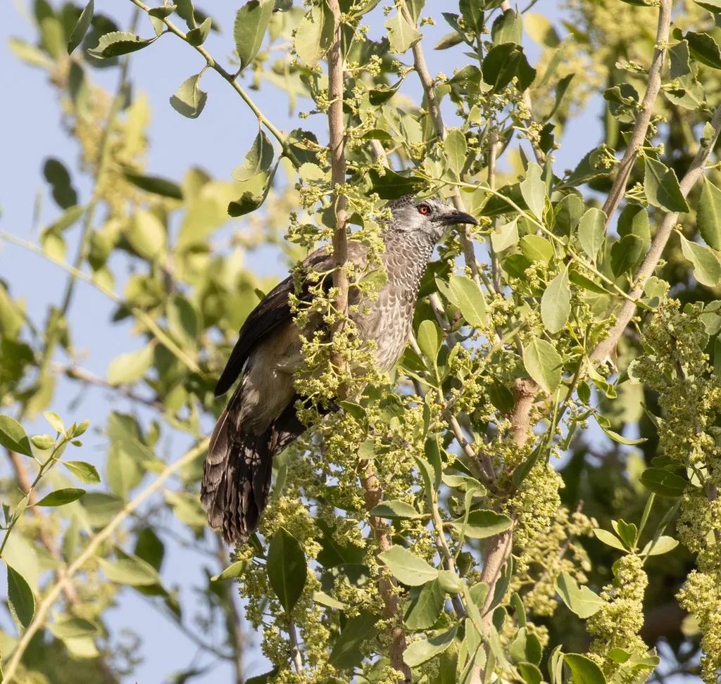 白腰鸫鹛(Turdoides leucopygia)